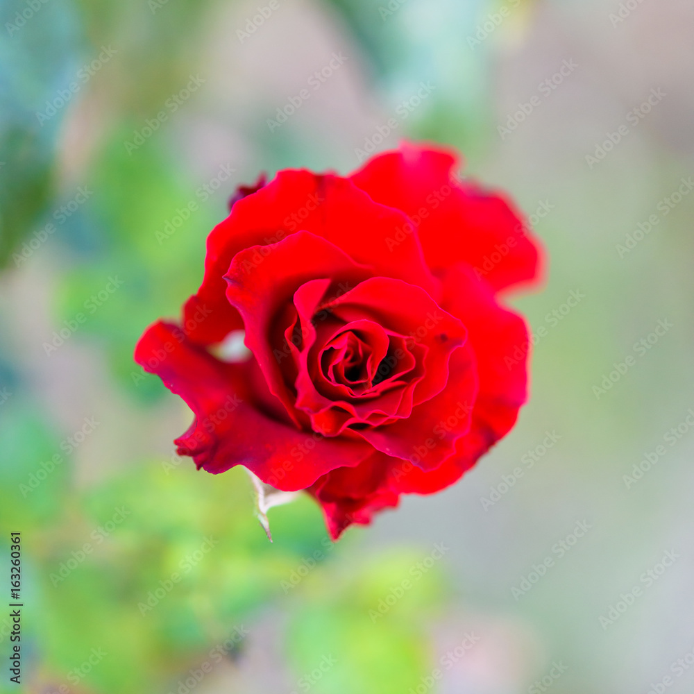 a bunch of roses in the garden a bunch of roses in the garden