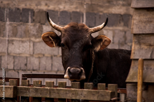 Black Angus crossbred cow standing behind a fence