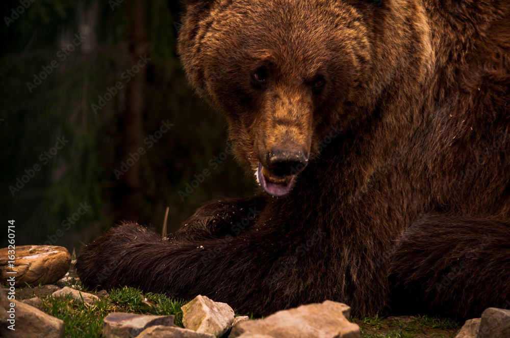 Brown bear (Ursus arctos) portrait in forest. Forest wildlife. Wild brown bear. Male bear. Bear face. Brown bear (Ursus arctos) portrait in forest. Forest wildlife. Wild brown bear. Male bear. Bear face.