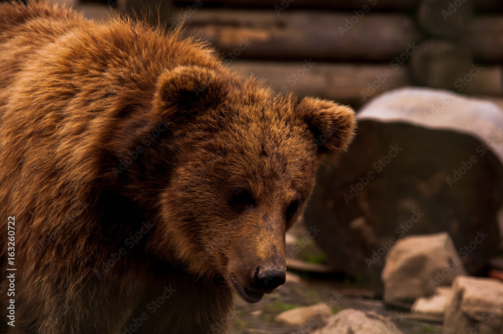 Brown bear (Ursus arctos) portrait in forest. Forest wildlife. Wild brown bear. Male bear. Bear face.