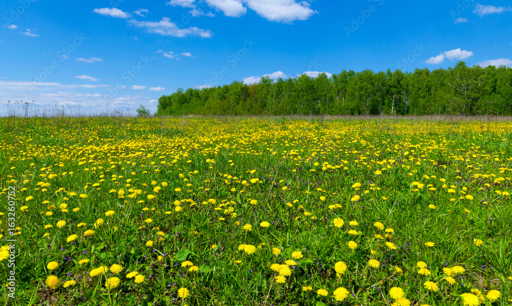Fototapeta premium Field with dandelions and blue sky