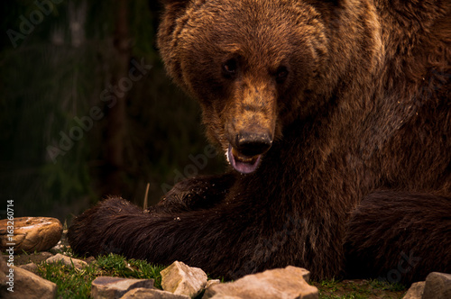 Brown bear (Ursus arctos) portrait in forest. Forest wildlife. Wild brown bear. Male bear. Bear face. photo