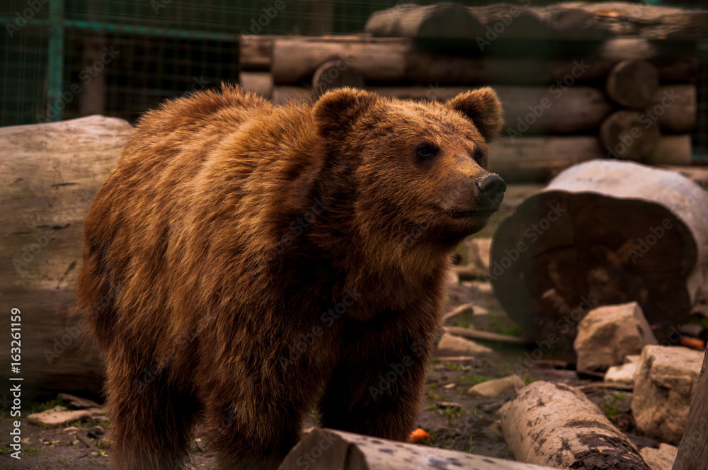 Fototapeta premium Brown bear (Ursus arctos) portrait in forest. Forest wildlife. Wild brown bear. Male bear. Bear face.