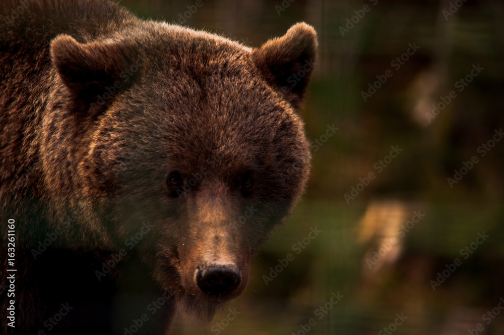 Brown bear (Ursus arctos) portrait in forest. Forest wildlife. Wild brown bear. Male bear. Bear face. Brown bear (Ursus arctos) portrait in forest. Forest wildlife. Wild brown bear. Male bear. Bear face.