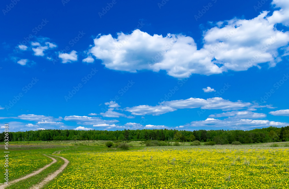 Fototapeta premium Field with dandelions and blue sky