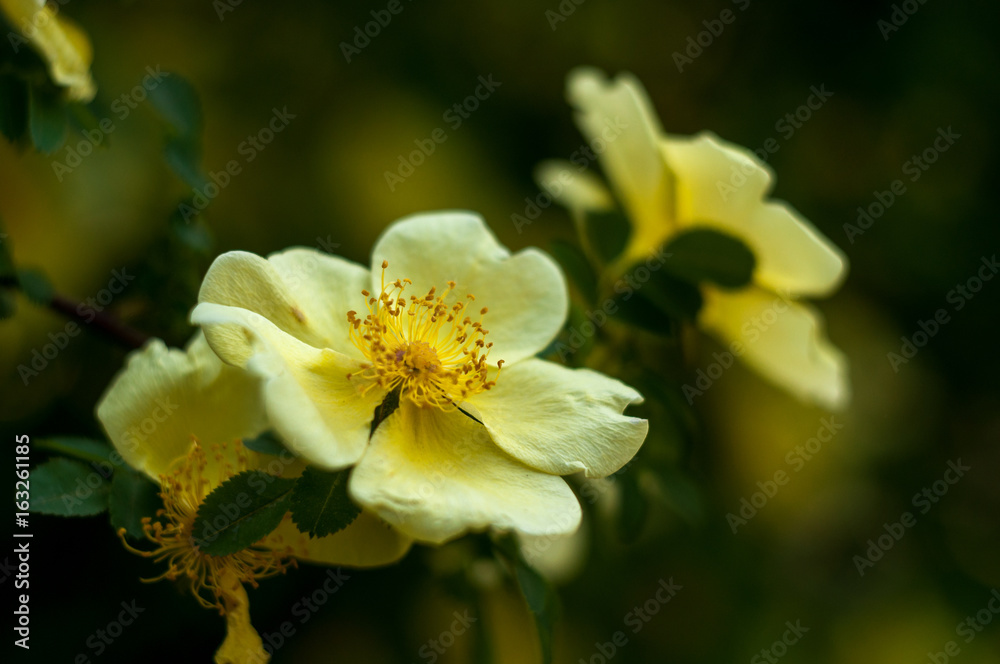 yellow flower tree close-up