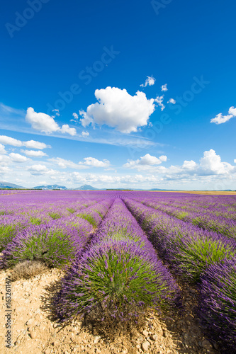 Sea of lavender flowers at Valensole Plateau, Provence, Southern France