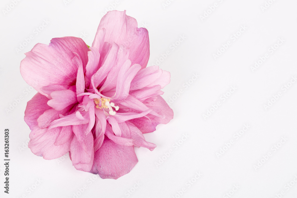 One hibiscus flower on the white blanket. One hibiscus flower on the white blanket.