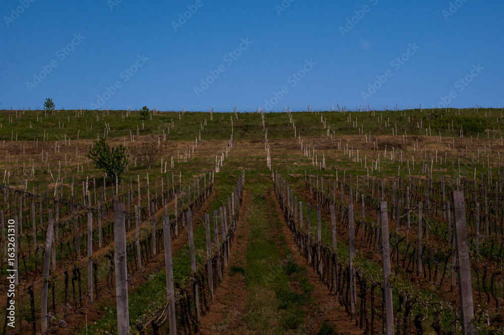 Vineyards in the spring. Preparing for the growth of grapes. Work on the vineyard.