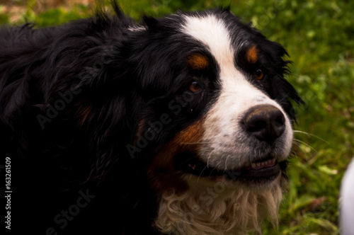 Black Dog Close Up Portrait On Green Grass Background
