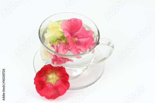 Hollyhock flower, Alcea rosea, on white against cough,  laxative & inflammation 