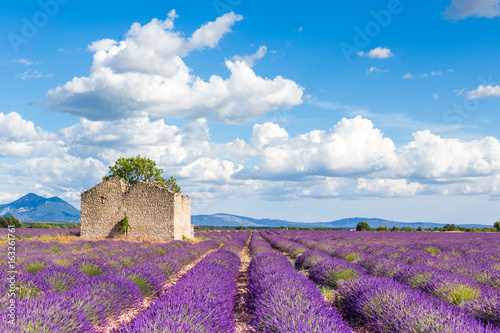 Sea of lavender flowers at Valensole Plateau, Provence, Southern France