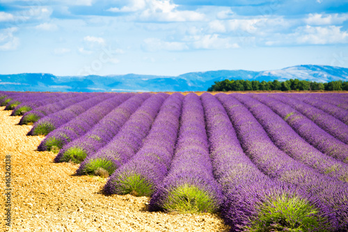 Sea of lavender flowers at Valensole Plateau, Provence, Southern France © ronnybas