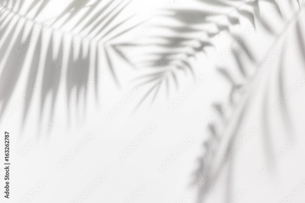 Fototapeta premium Cienie z palmami na białej ścianie