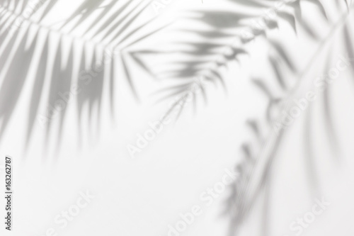 Shadows from palm trees on a white wall