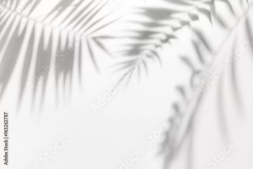 Obraz Cienie z palm na białej ścianie