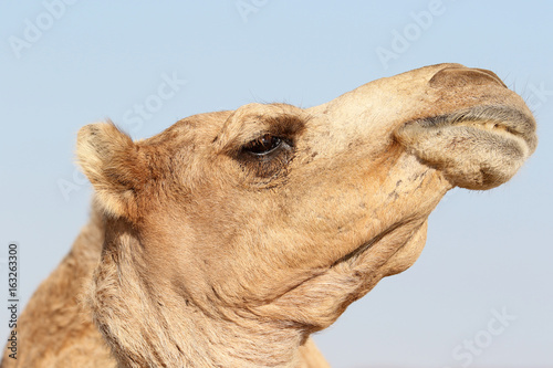 Camel with a funny facial expression © Fredy Thürig