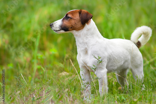 Jack russel terrier close up portrait in grass