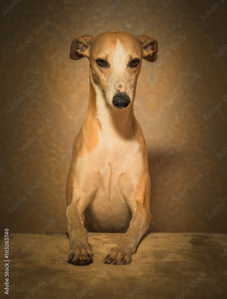 Portrait of hanting whippet dog