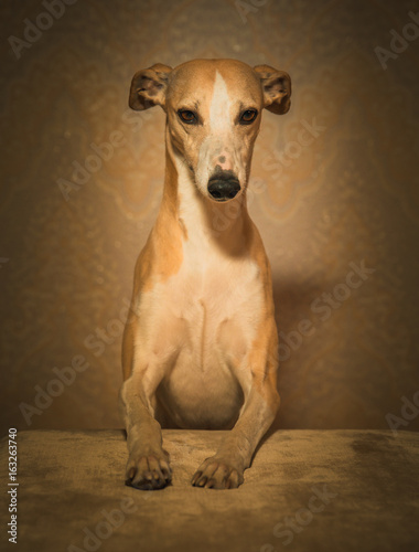 Portrait of hanting whippet dog © ashva