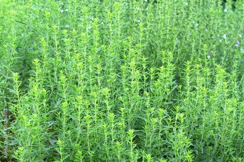 Winter savory herb, Satureja montana, natural background