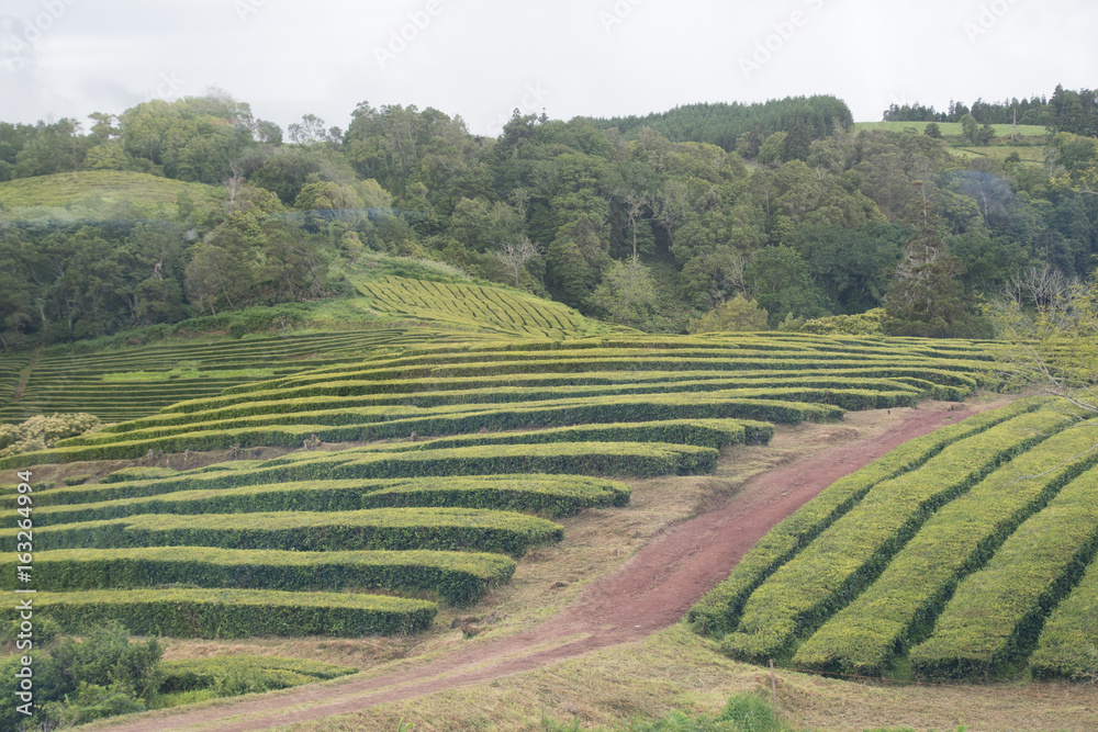 Einzige Teeplantage in Europa auf den Azoren