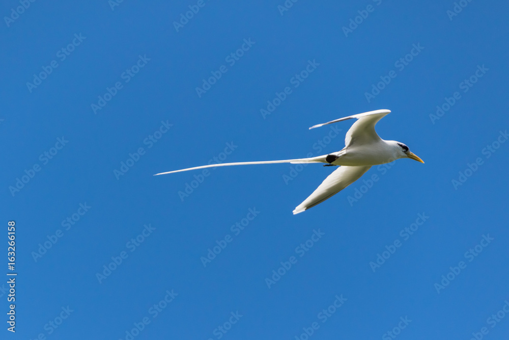Photo & Art Print Pailleenqueues (Phaethon) Ile de la Réunion