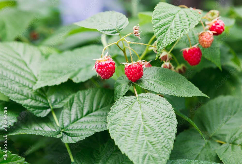 Ripe raspberries on a bush Ripe raspberries on a bush