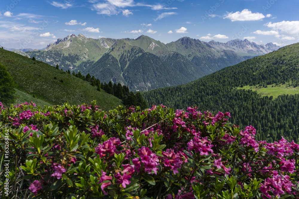 Mountain flowers on the background of the peaks. Dolomites. Italy