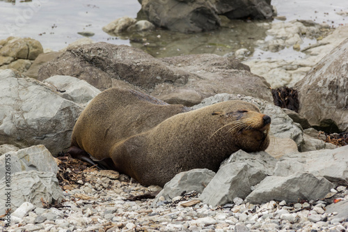 Fur seal