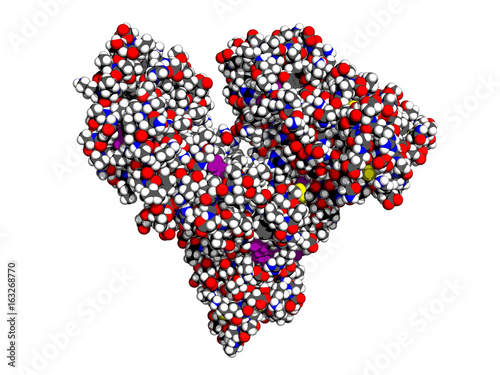 Human serum albumin, space-filling model