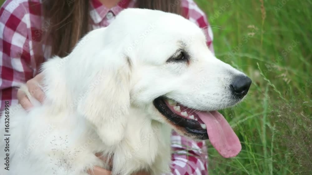Girl stroking a dog on a green lawn, slow motion
Girl stroking a dog on a green lawn, slow motion
