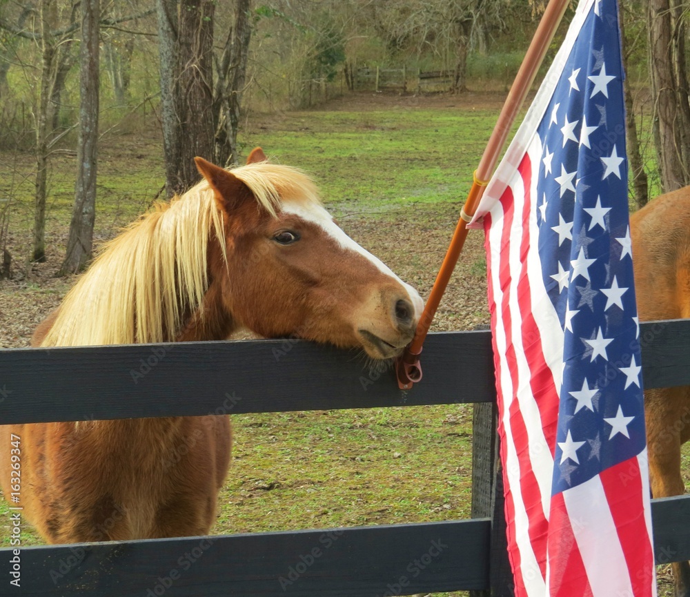 Horse standing beside United States flag Stock Photo Adobe Stock
