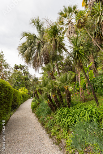 Fototapeta Naklejka Na Ścianę i Meble -  Jardin luxuriant et palmiers
