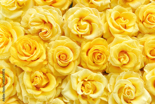 Surface of yellow beautiful roses in drops of dew. Background of roses. Screensaver, postcard.
