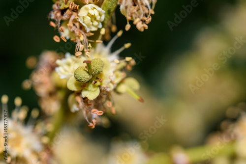 Close up of Longan Flower