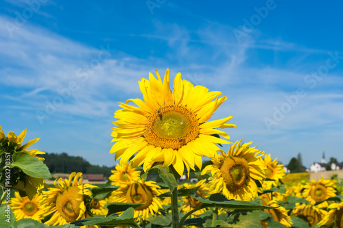 Grosse Sonnenblume im Vordergrund 