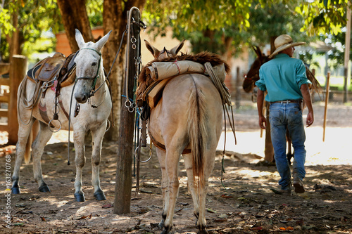 Fazenda Jauquara MT