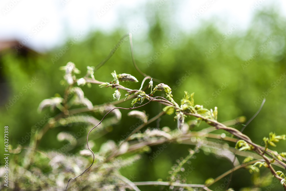 Growing fresh flower of Wisteria, spring time in Poland. Growing fresh flower of Wisteria, spring time in Poland.