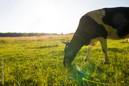 Backlit cow grazing in a field at sunset.