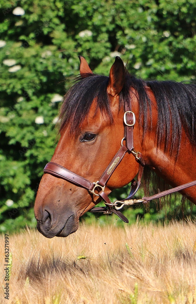 Fototapeta premium Portrait eines Quarter horse