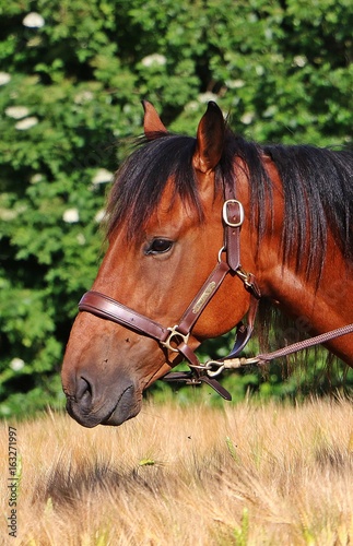 Portrait eines Quarter horse