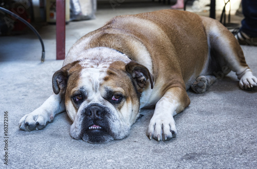 New old english bulldog laying on the floor © Ruddi