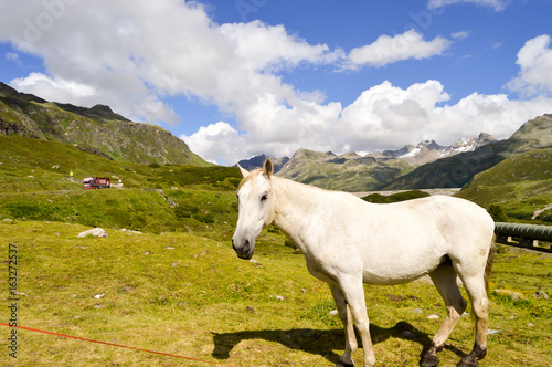 Gray Horse in the Tyrol