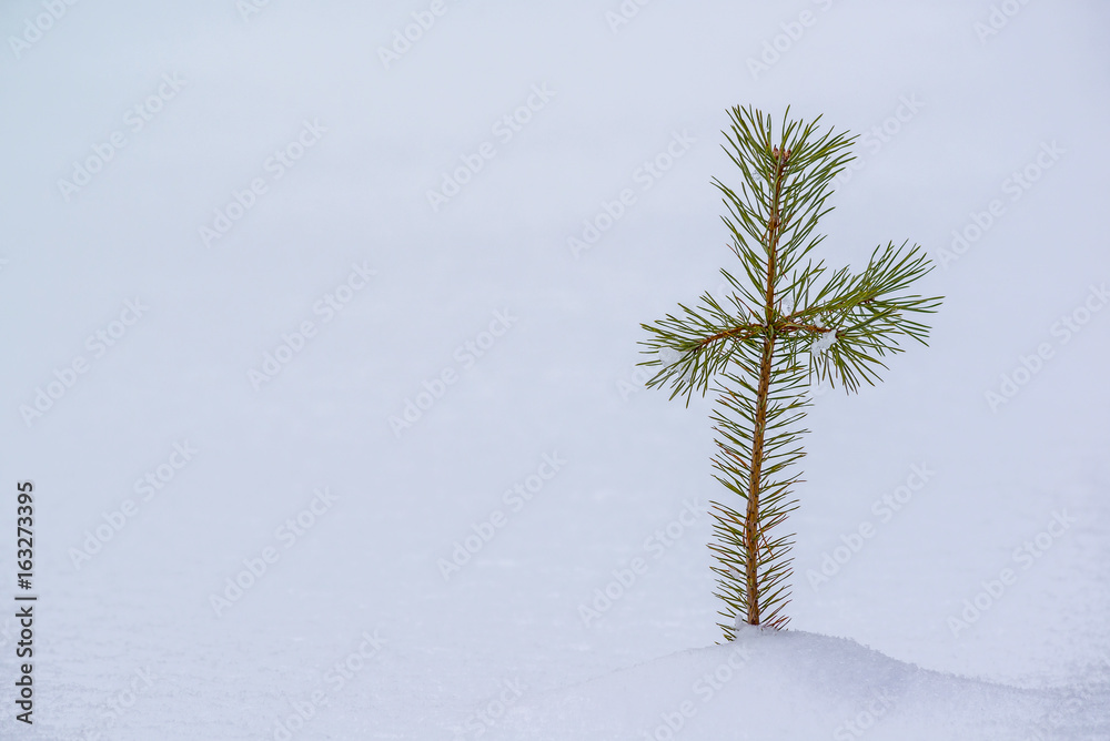 Obraz premium Small pine tree in snow landscape