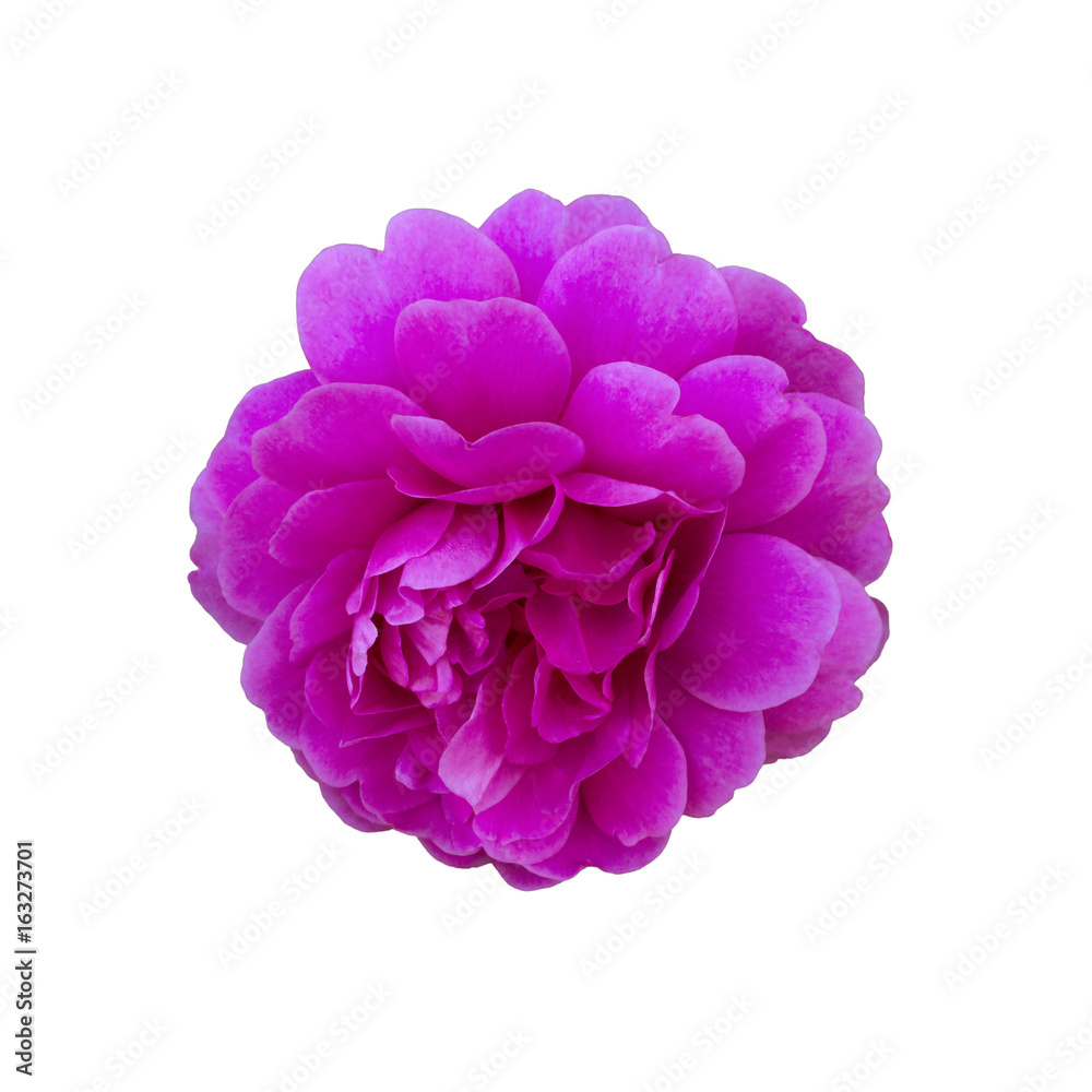beautiful pink rose beautiful pink rose