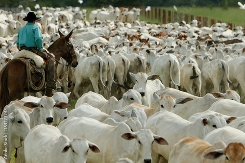 Fotografie Fazenda Jauquara MT