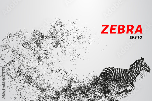 Zebra, particle divergent composition, vector illustration. Silhouette of a zebra from particles.