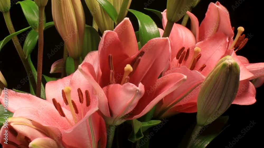 Lily flower bouquet opening time lapse blossom bud blooming on black background.