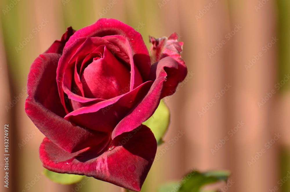Róża (rose)
